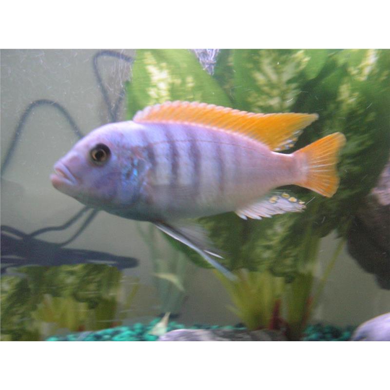 Pseudotropheus zebra red fin - imagine 4